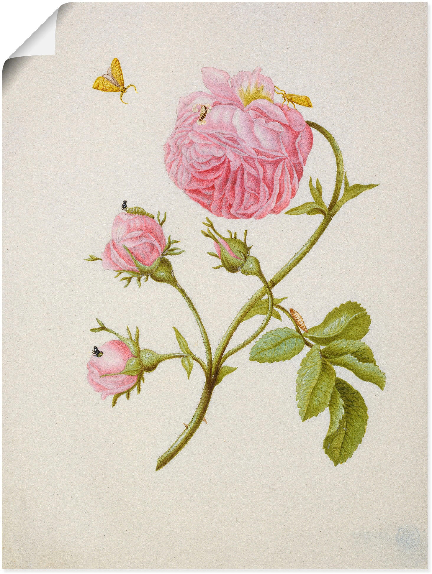 Kunstdruck »Buschröschen Miniermotte, Larve, Puppe«, Blumen, (1 St.), als...