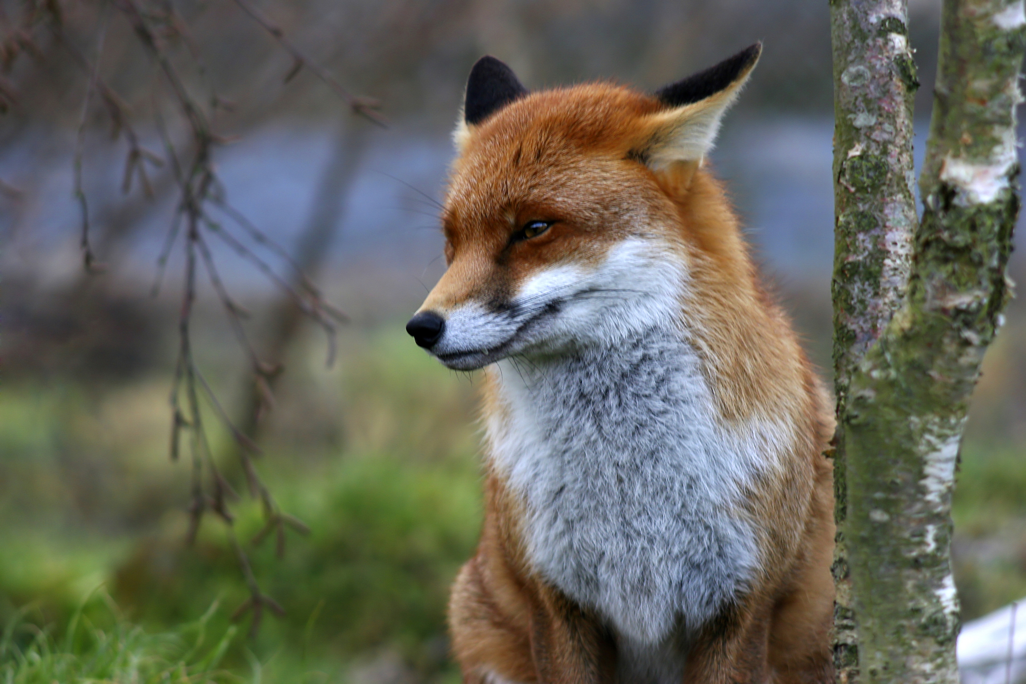 Papermoon Fototapete "Red Fox" glatt