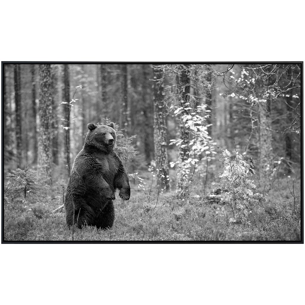 Papermoon Infrarotheizung »Bär im Wald Schwarz & Weiß«