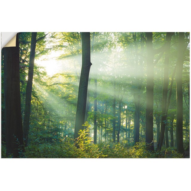 Artland Wandbild »Licht im Wald«, Waldbilder, (1 St.), als Alubild,  Leinwandbild, Wandaufkleber oder Poster in versch. Größen bestellen | BAUR