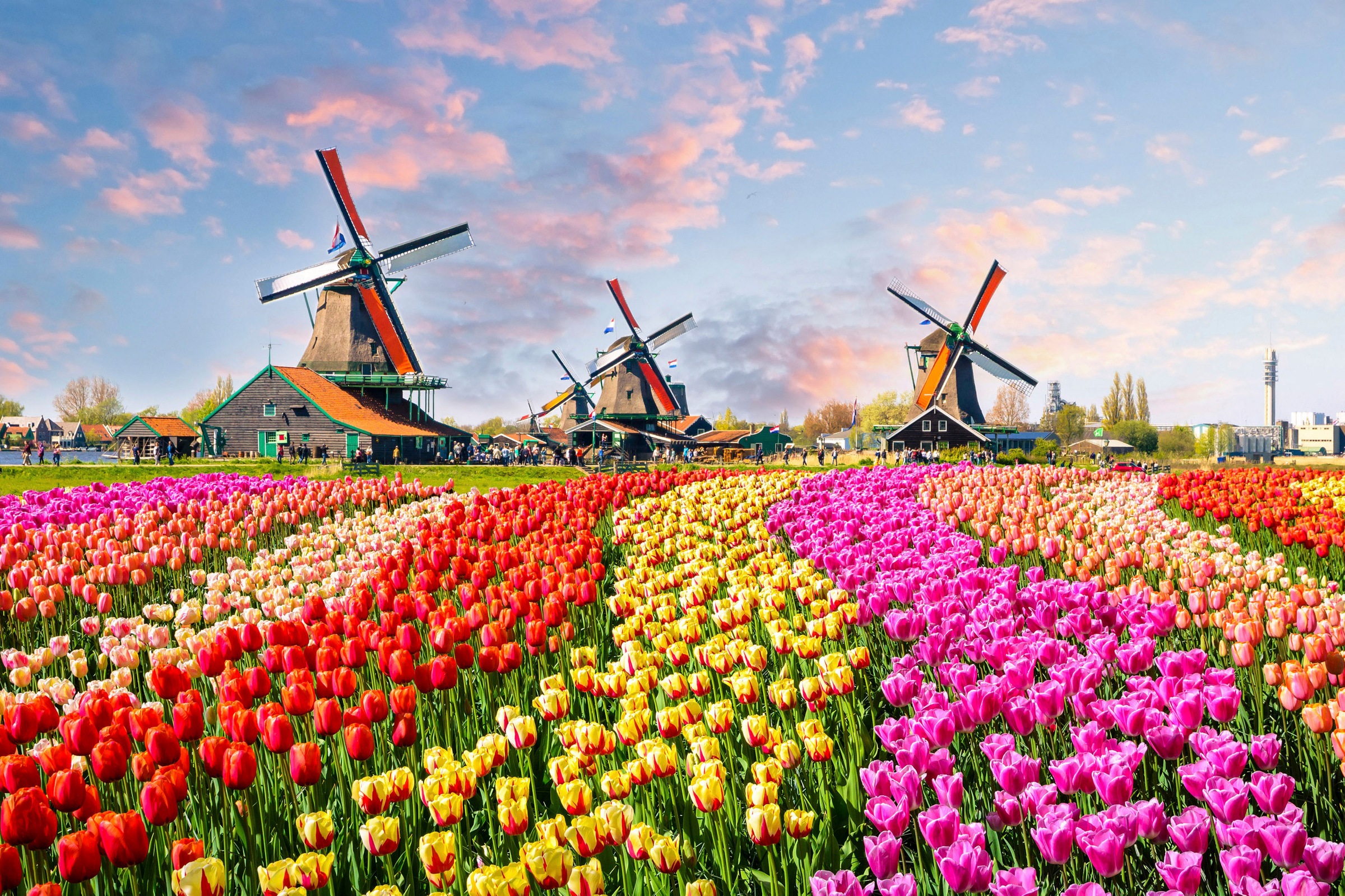 A.S. Création Leinwandbild »Zaanse Schans«, Kunst-Landschaft-Kinder, (1 St.), Keilrahmen Blumenfeld Tulpenfeld Holland Leinwand-Bild Wohnzimmer Wand