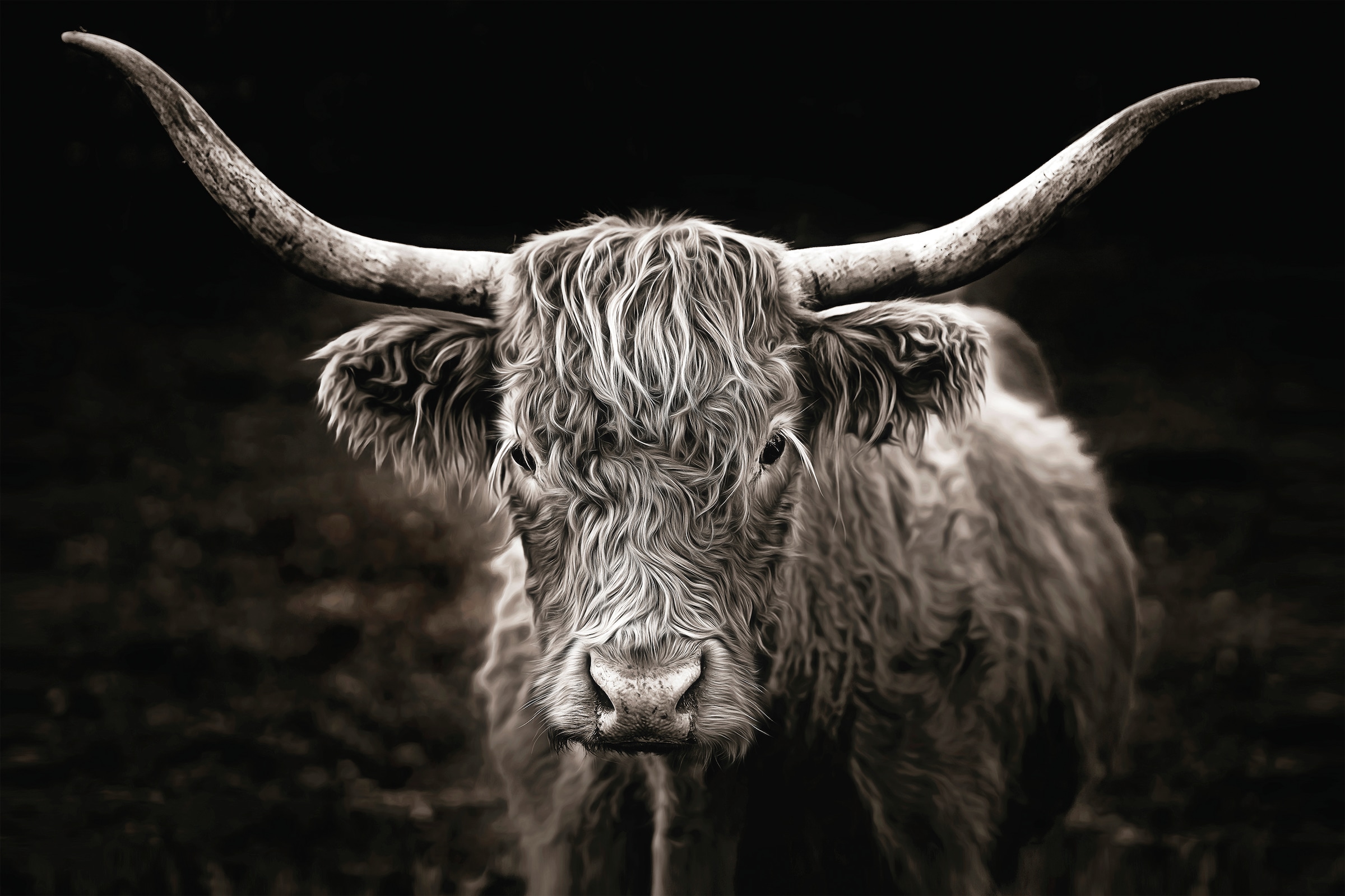 Reinders! Poster »Afrikanische Kuh« kaufen | BAUR
