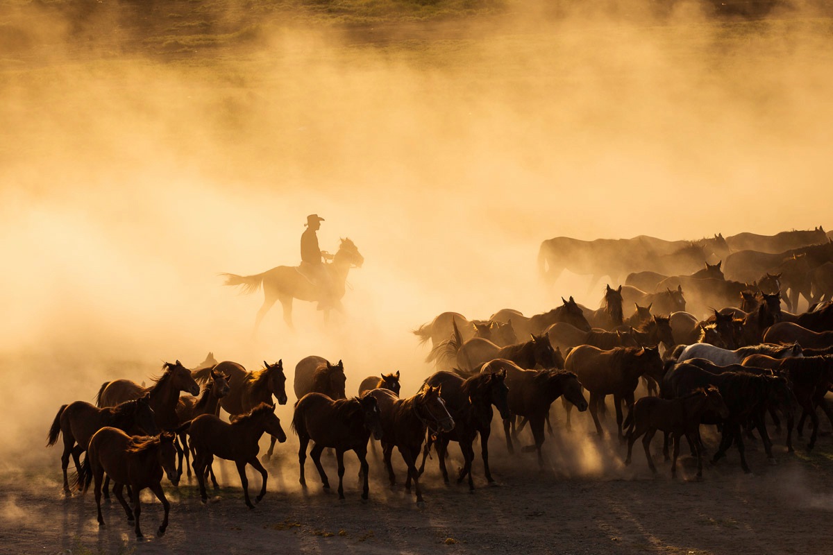 Papermoon Fototapetas »Cowboy su Herde«