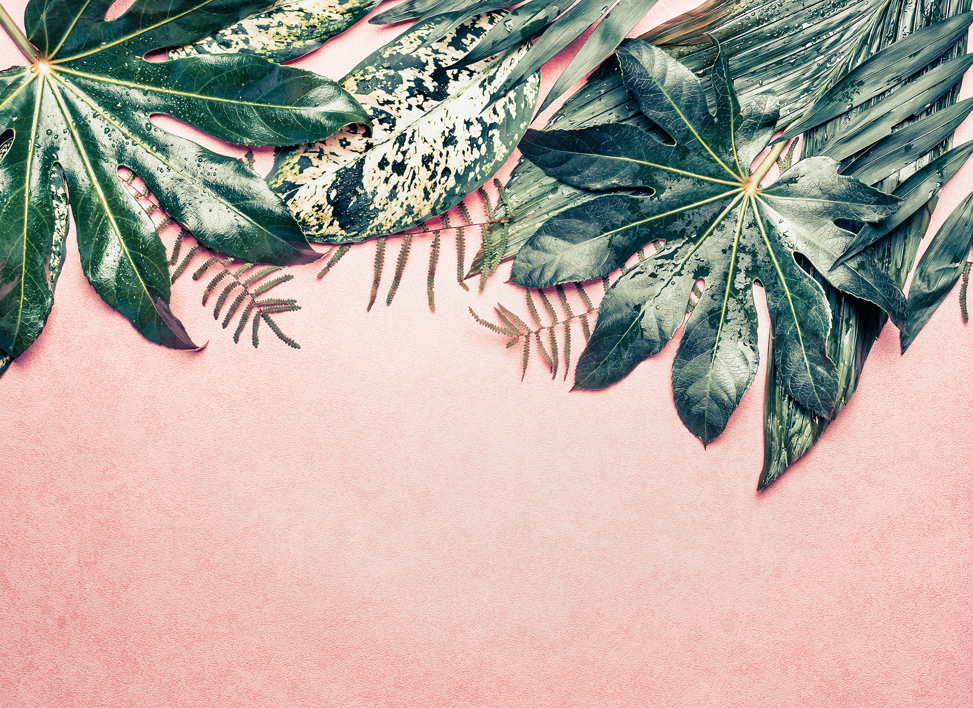 living walls Fototapetas »Designwalls Leaves Variet...