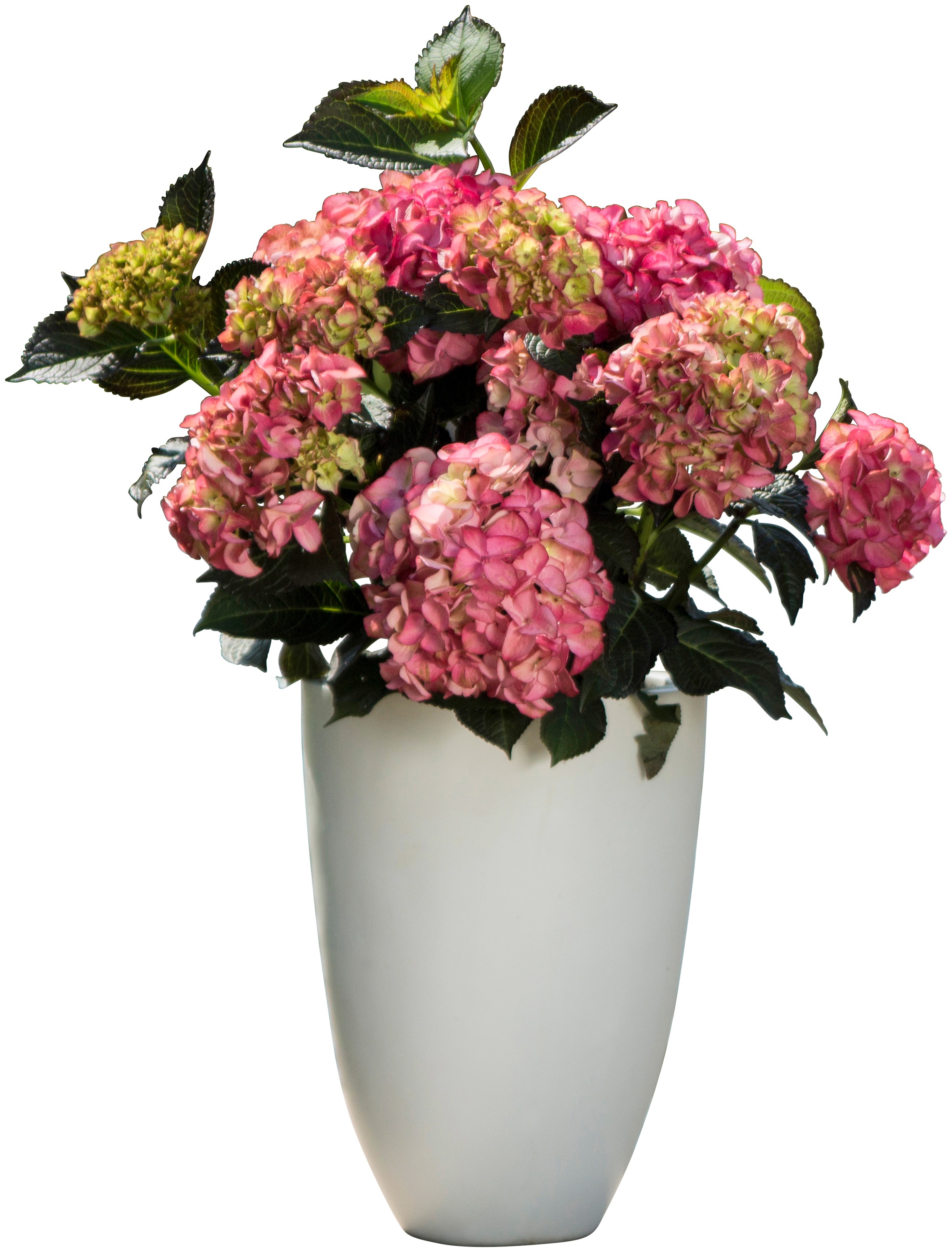 BCM Gehölze »Hortensie 'Black Diamonds'«, (1 St.), Höhe: 30-40 cm, 1 Pflanze kaufen