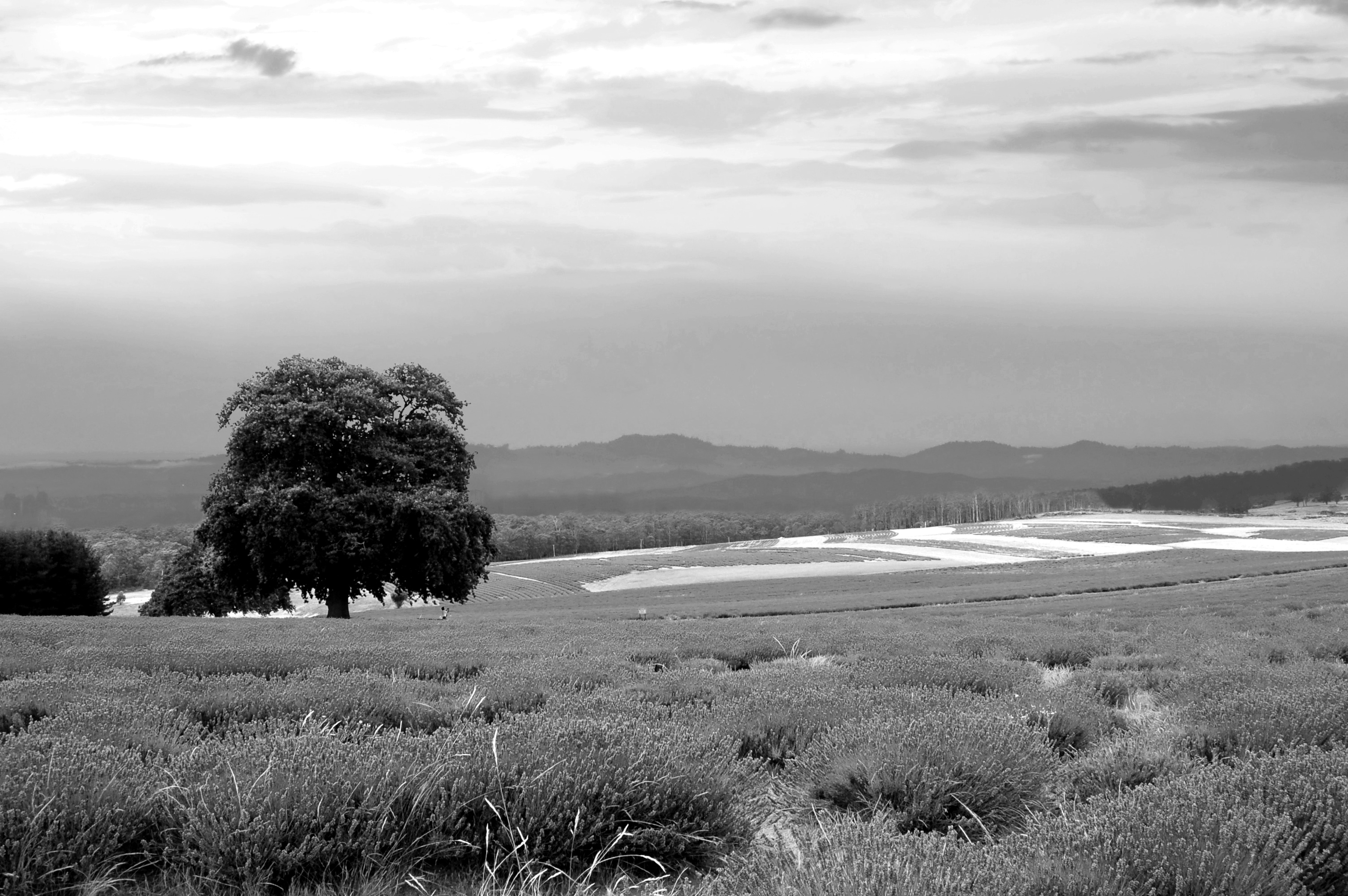 Papermoon Fototapete "Landschaft schwarz & weiß"