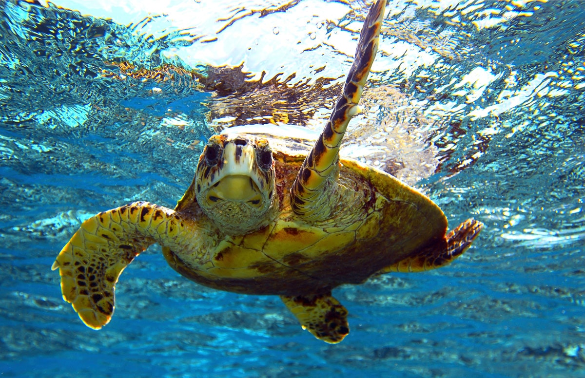 Papermoon Fototapete »Schildkröte im Wasser«