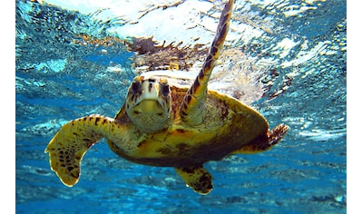 Fototapete »Schildkröte im Wasser«