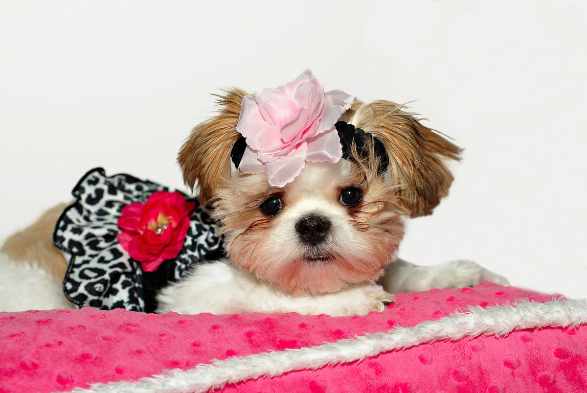 Papermoon "Hund"