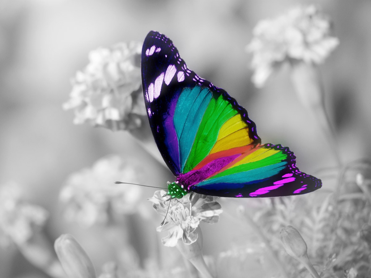 Fototapete »Bunter Schmetterling auf weißen Blumen«