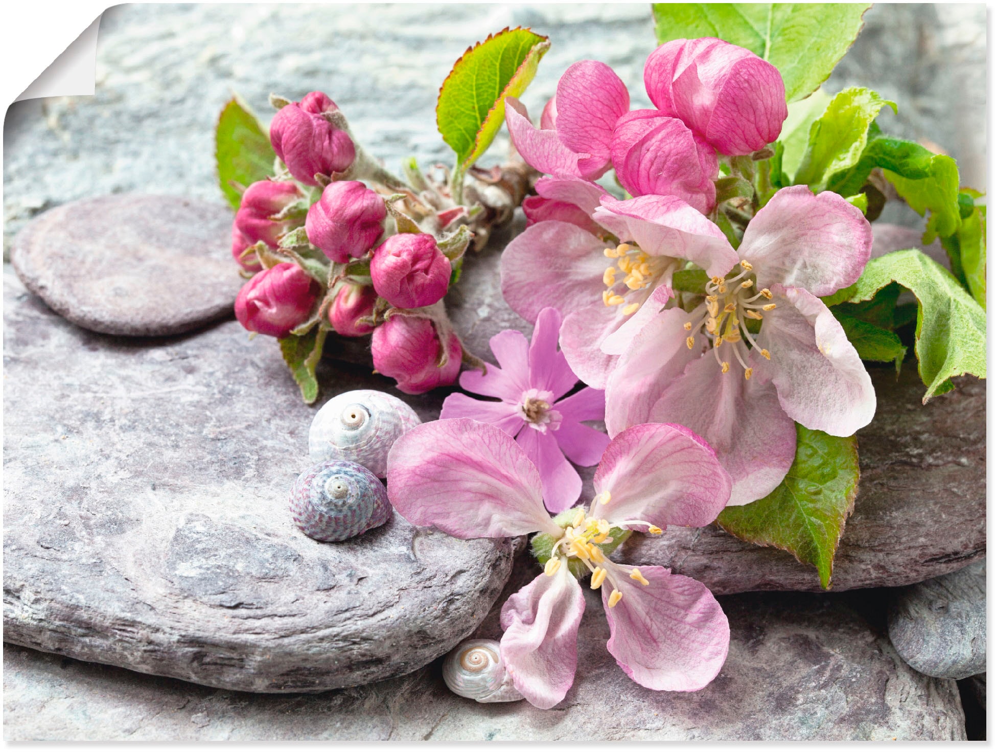 Artland Wandbild »Apfelblüten«, Blumen, (1 Wandaufkleber BAUR | als Größen Alubild, in oder versch. Leinwandbild, kaufen St.), Poster