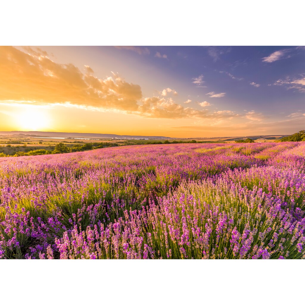 Papermoon Fototapete »Lavender Field«
