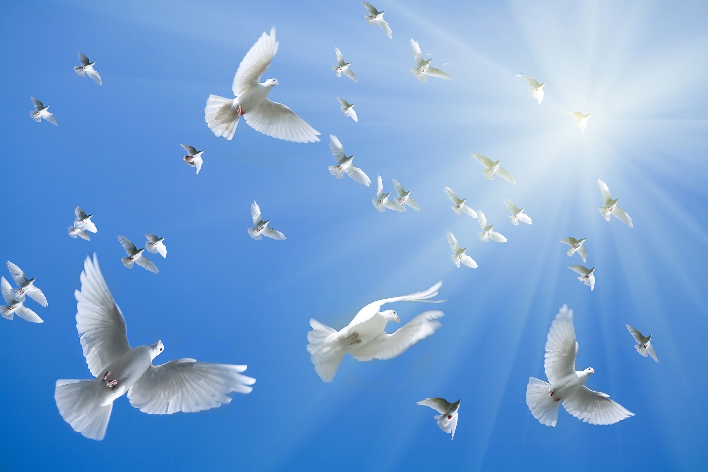 Papermoon Fototapete "White Doves" glatt