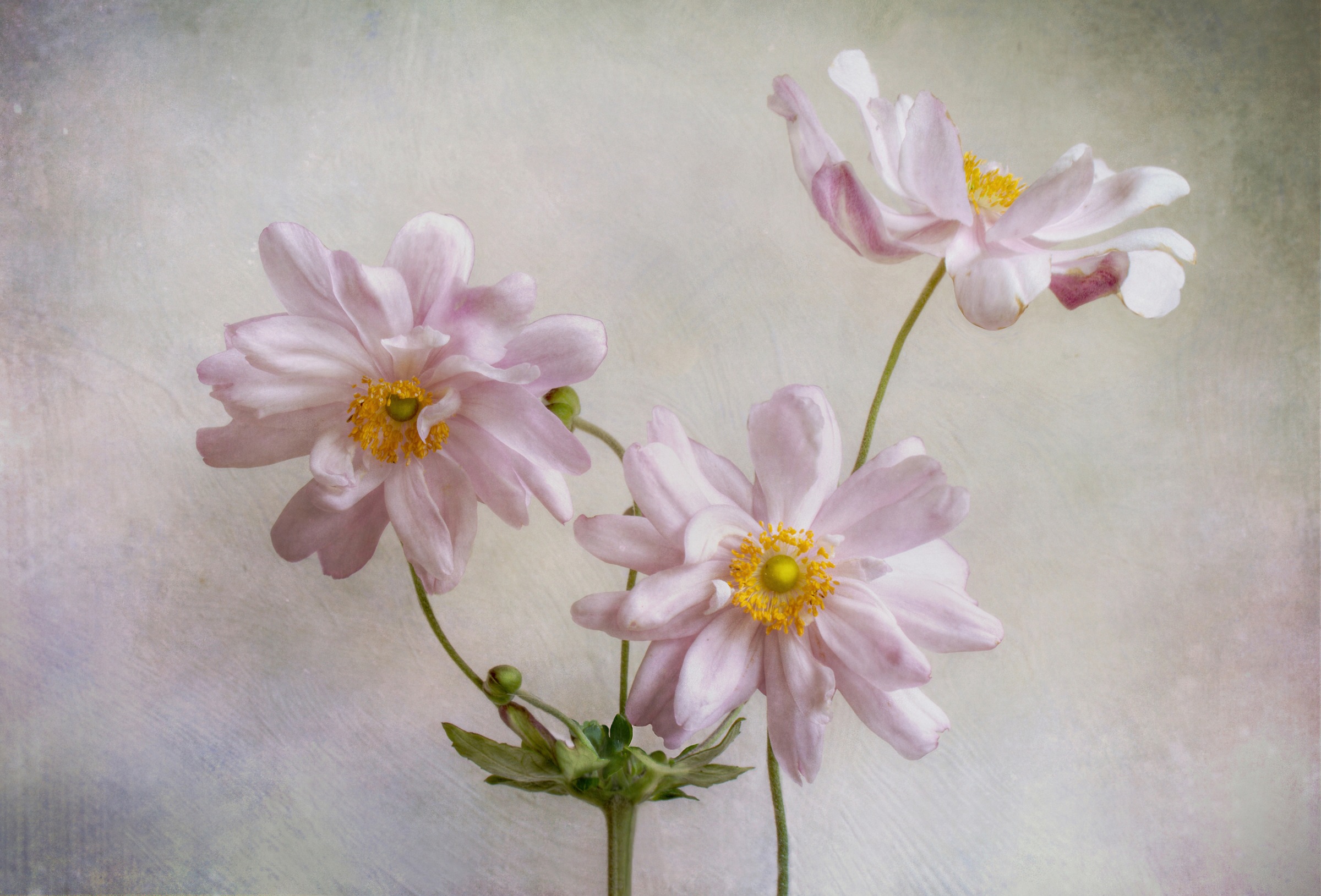 Papermoon Fototapete "Photo-Art MANDY DISHER, ANEMONEN"