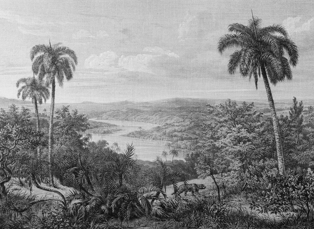 A.S. Création Vliestapete »Fototapete Tropenlandschaft Schwarz Weiß Palmen« matt strukturiert