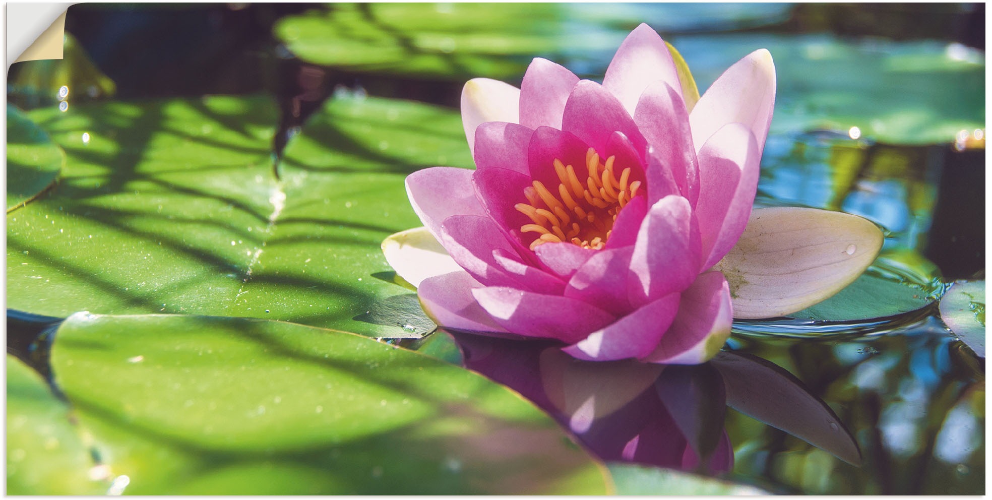 Artland Wandbild "Seerose Nahaufnahme", Blumenbilder, (1 St.), als Alubild, günstig online kaufen