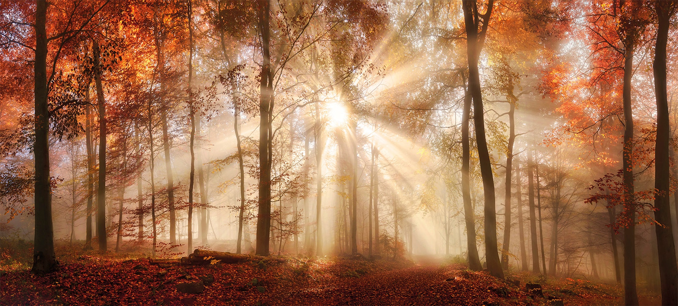 Bönninghoff Bild "Wandbild HERBSTWALD XXL 90x200 cm – Leinwandbild Keilrahmen Deko" Sonnenaufgang & -untergang Wald Waldbilder auf Keilrahmen gespannt
