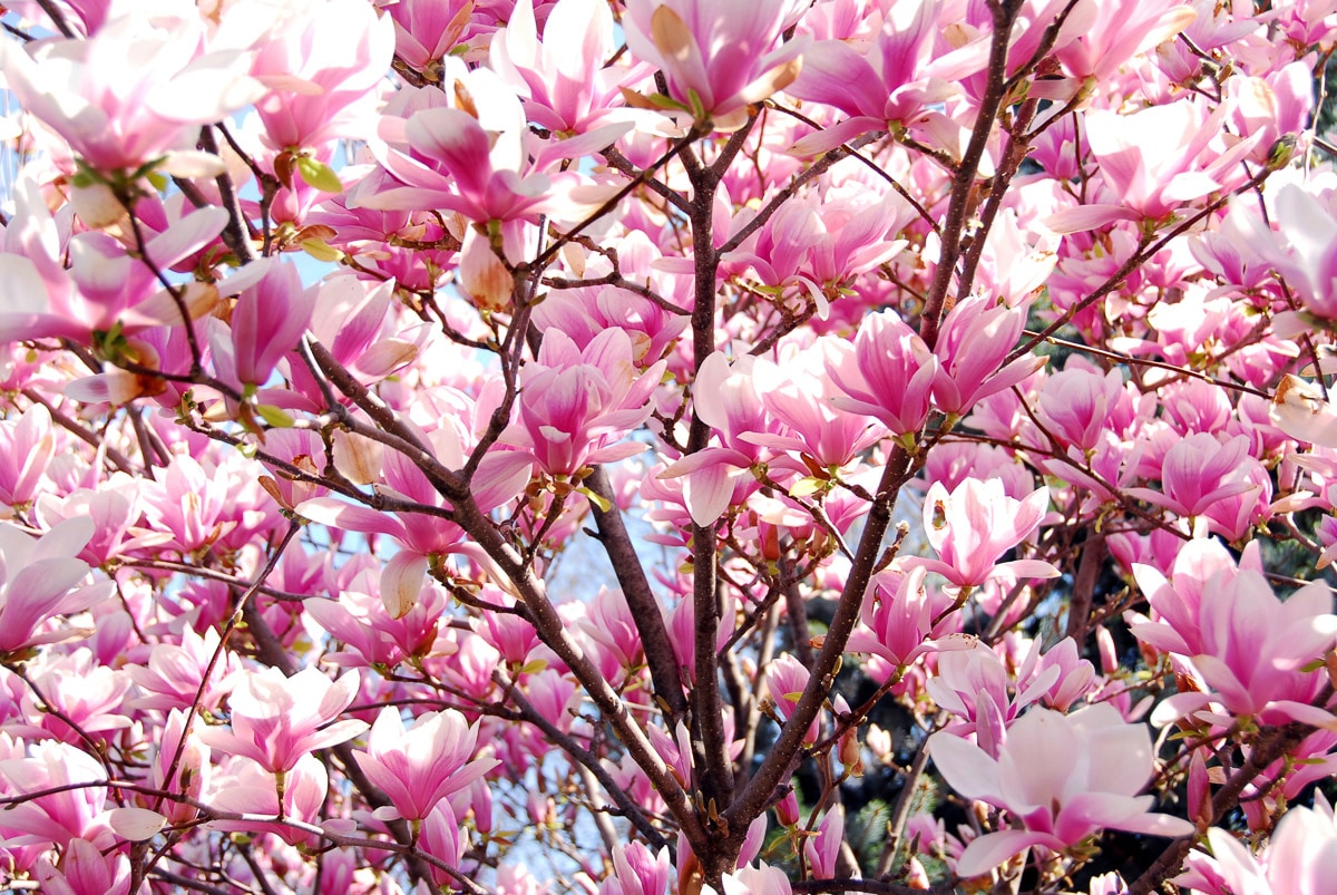 Papermoon Fototapete »Kirschblüten«