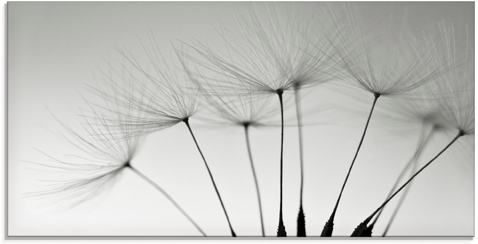 Artland Glasbild "Pusteblumen-Samen I" Blumen 1 Stk. tlg. in verschiedenen günstig online kaufen