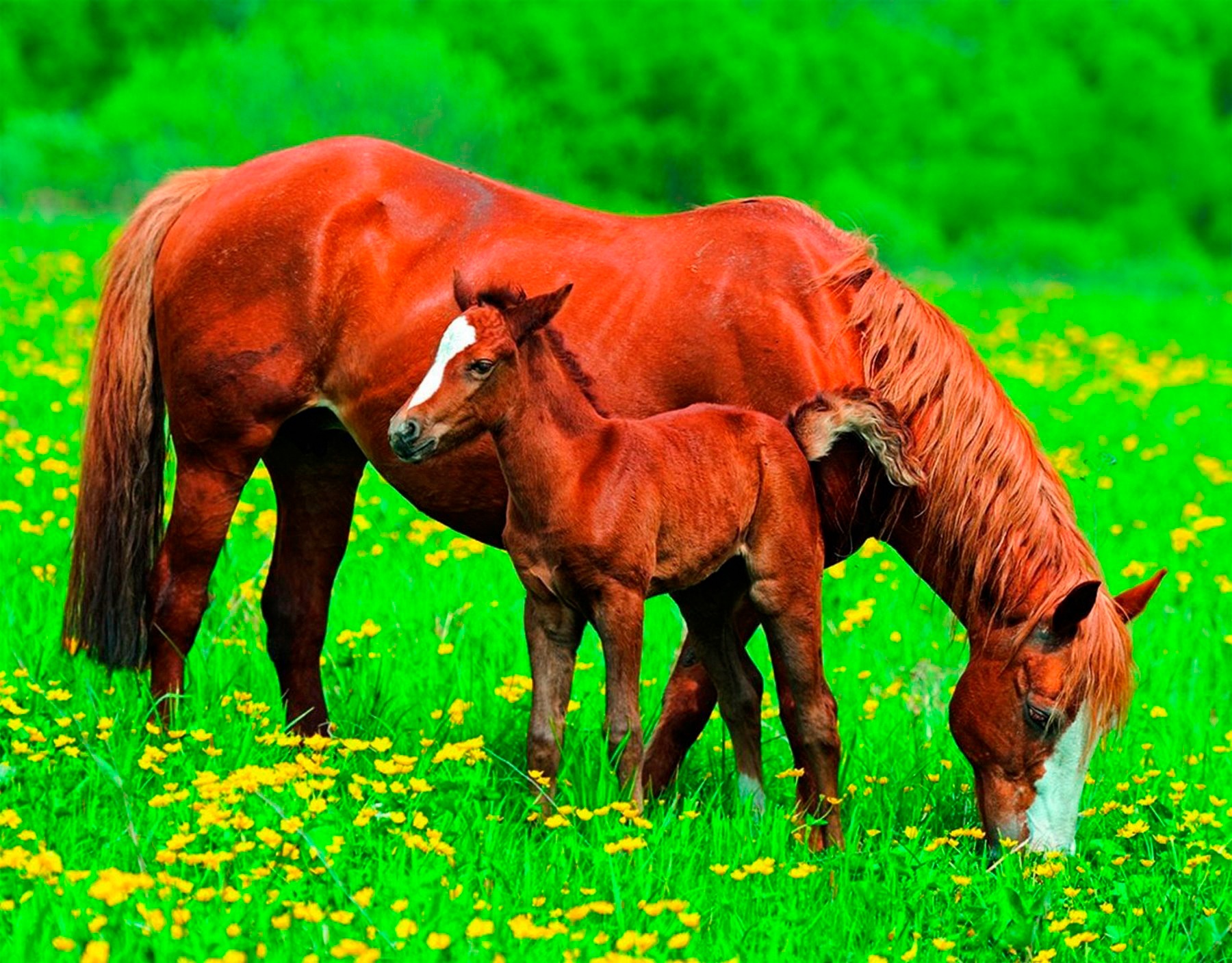 Papermoon Fototapetas »Horses«