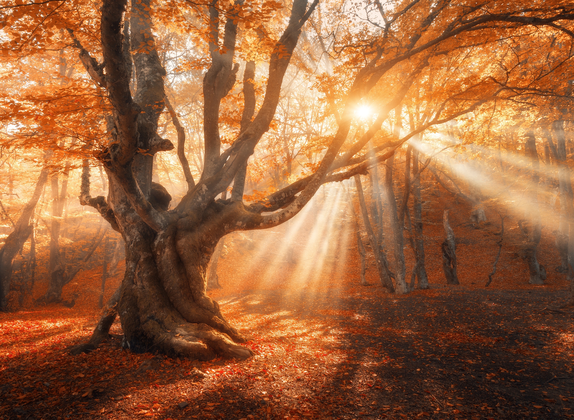 Papermoon Fototapete "Magical Old Tree" glatt
