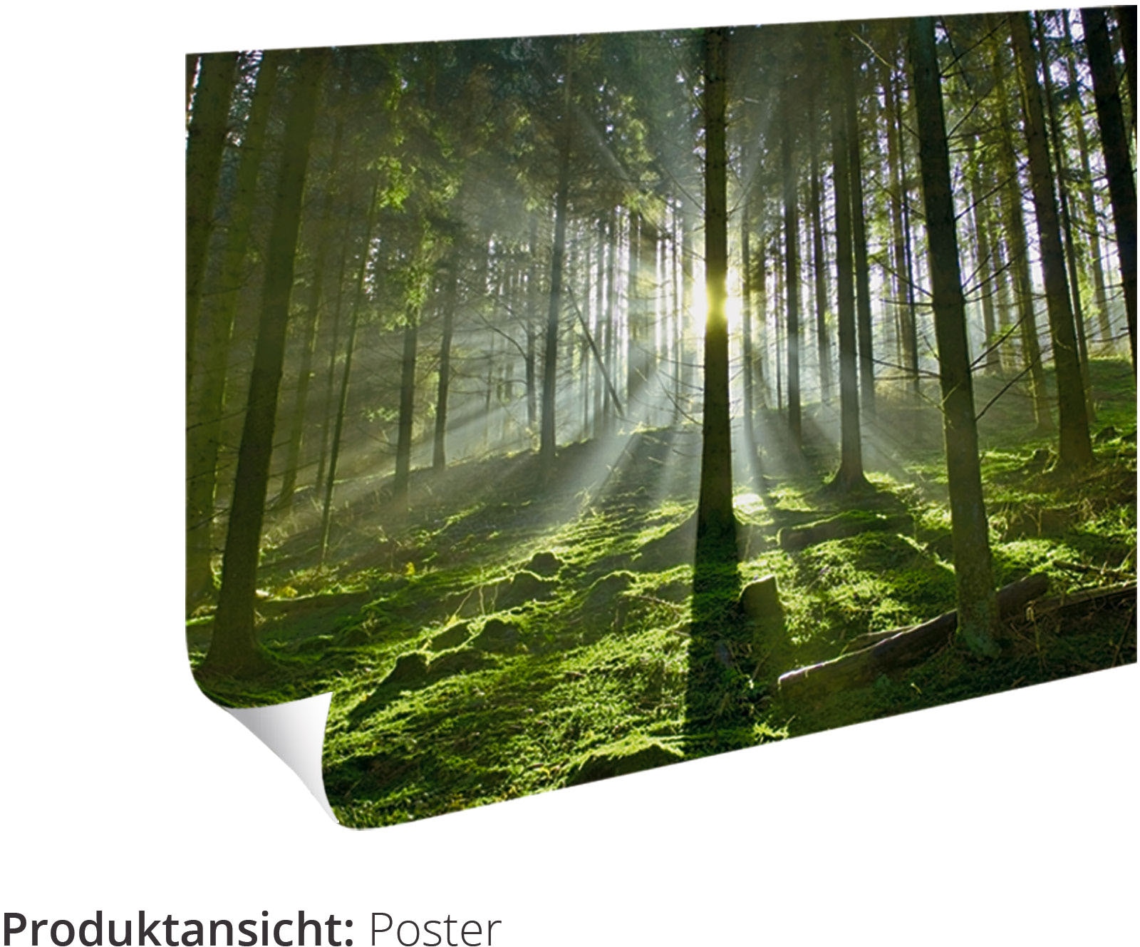 Wandbild Leinwandbild, versch. »Herbstwald am Poster Alubild, BAUR Duisitzkarsee«, oder (1 Artland Größen | Waldbilder, in St.), als Wandaufkleber kaufen