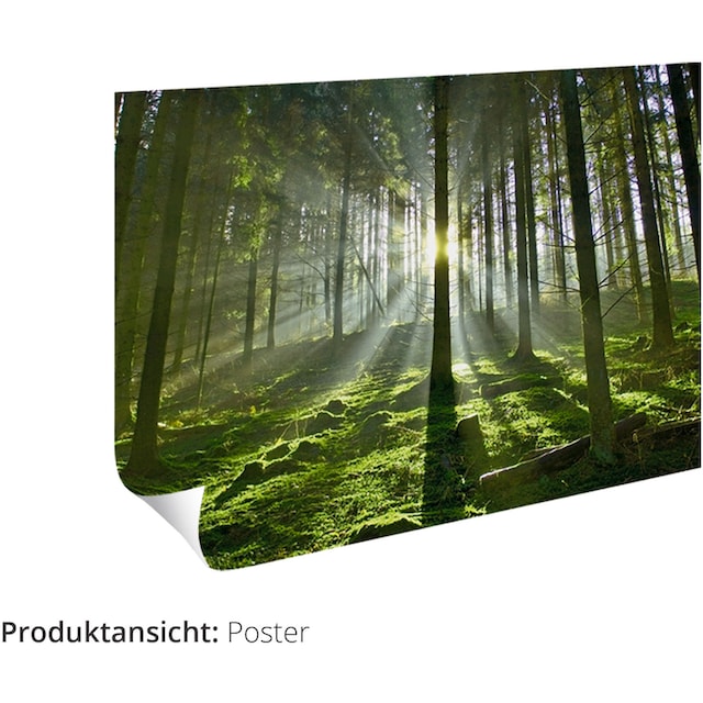 Artland Wandbild »Herbstwald am Duisitzkarsee«, Waldbilder, (1 St.), als  Alubild, Leinwandbild, Wandaufkleber oder Poster in versch. Größen kaufen |  BAUR