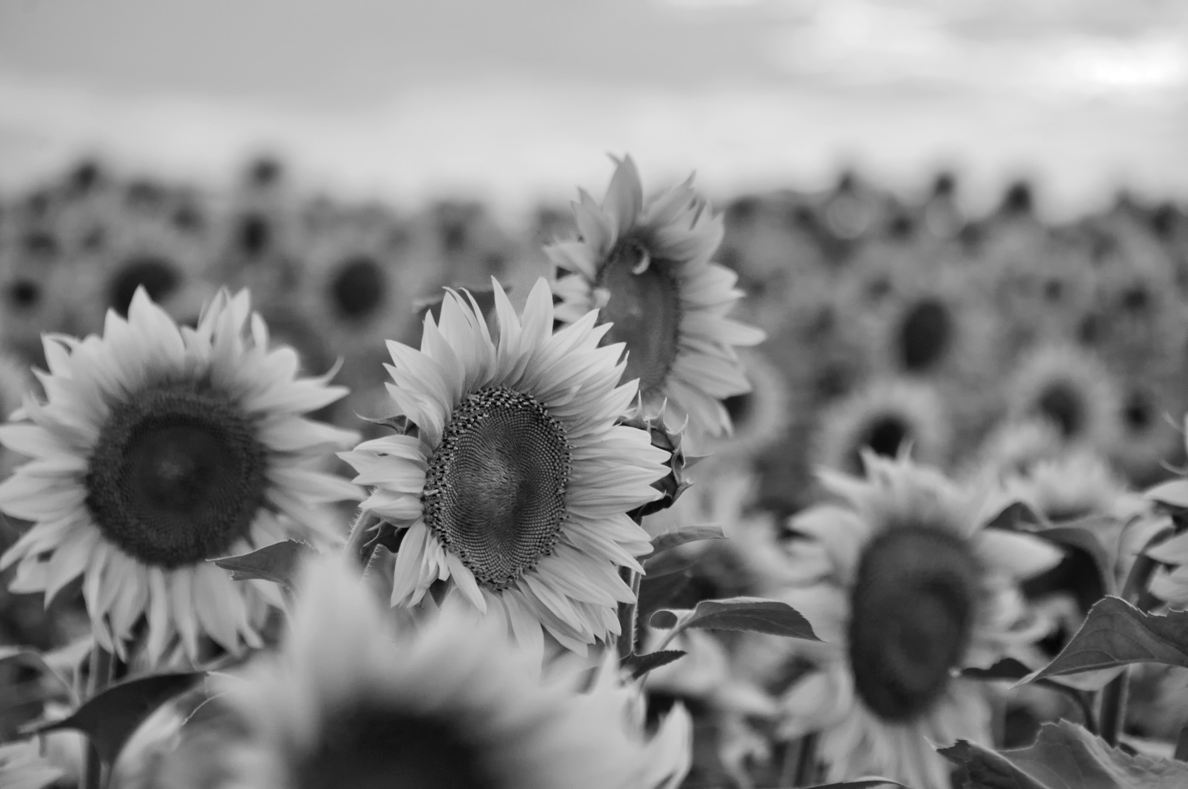 Papermoon Fototapete "Sonnenblumen Schwarz & Weiß"