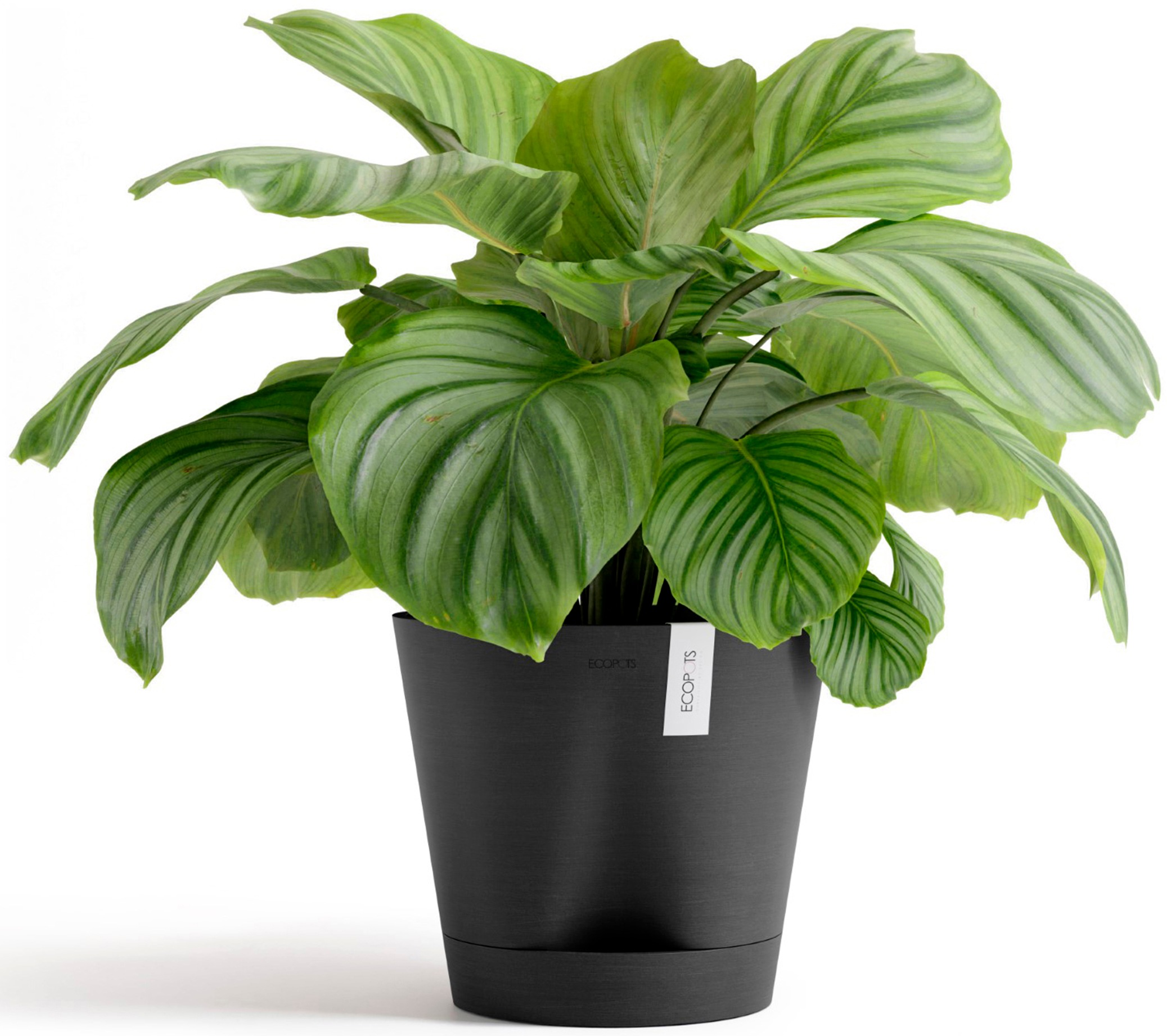 ECOPOTS Blumentopf »Venice 2 30 Dunkelgrau«, für den Innenbereich