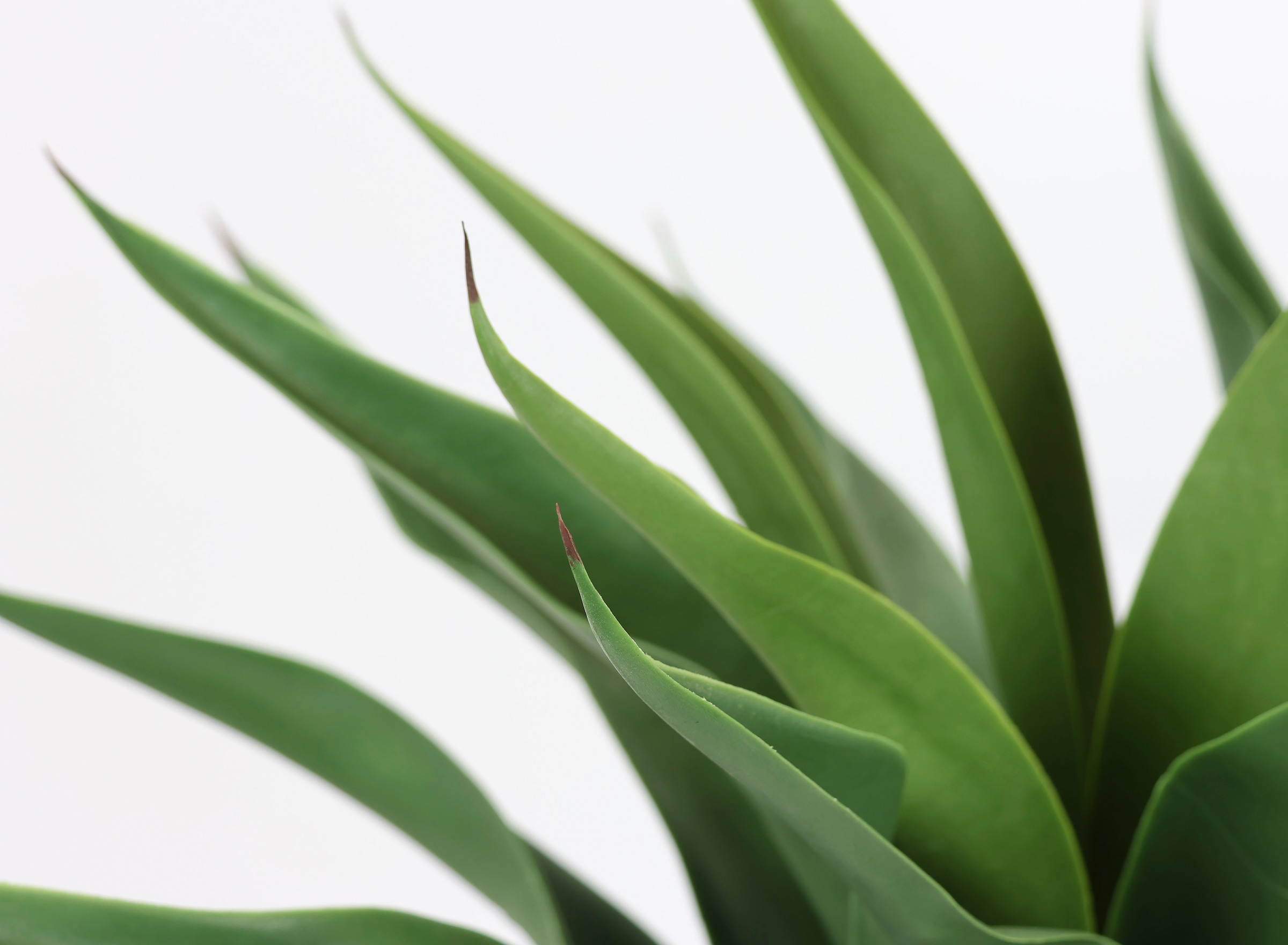 I.GE.A. Kunstpflanze »Künstliche Agave im Topf Pflanze Aloe Vera Sansevieria«, Grünpflanze Zimmerpflanze Palme