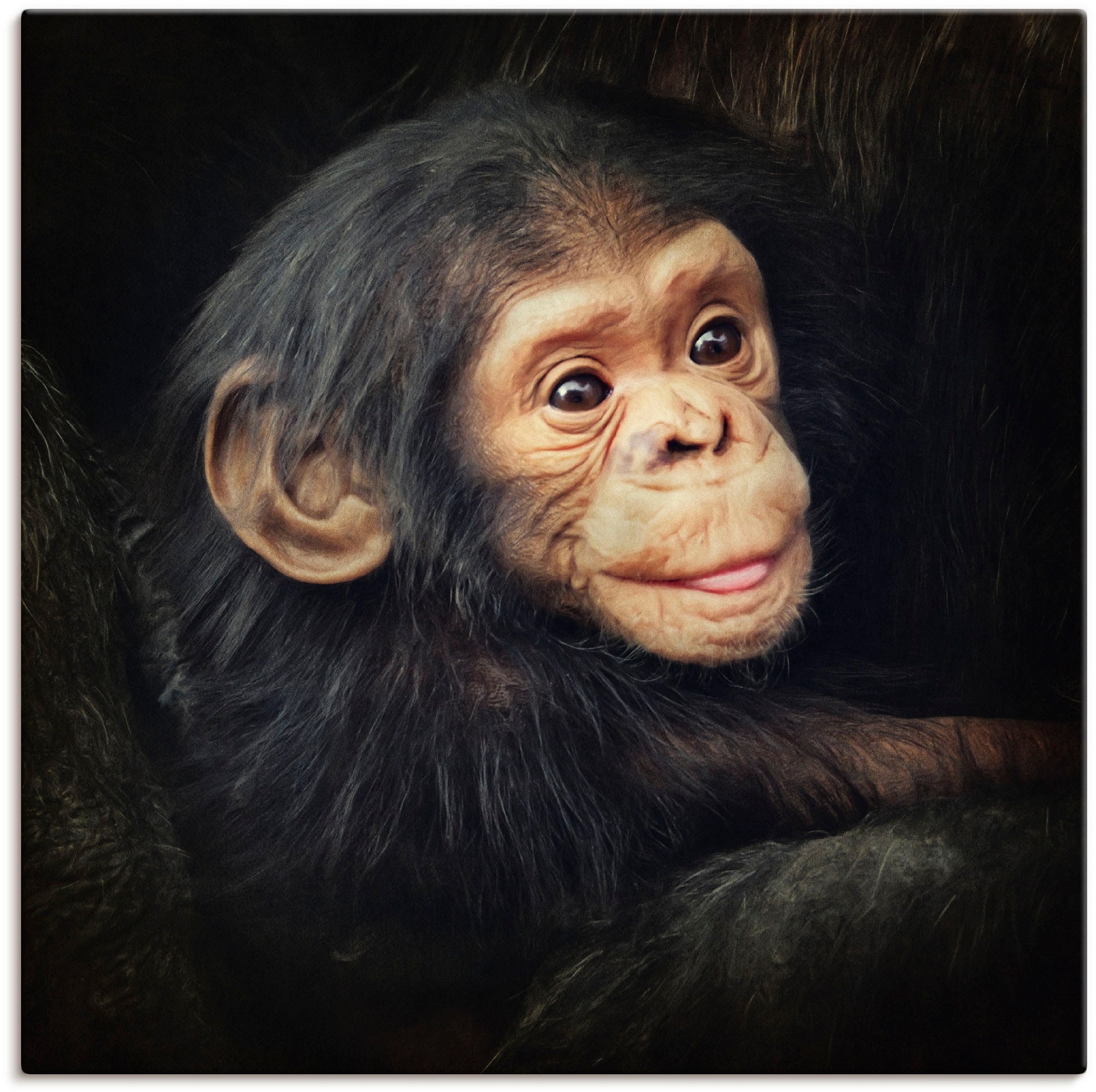 Black Friday Artland Wandbild »Kleiner Schimpanse«, Wildtiere, (1 St.), als  Alubild, Leinwandbild, Wandaufkleber oder Poster in versch. Größen | BAUR