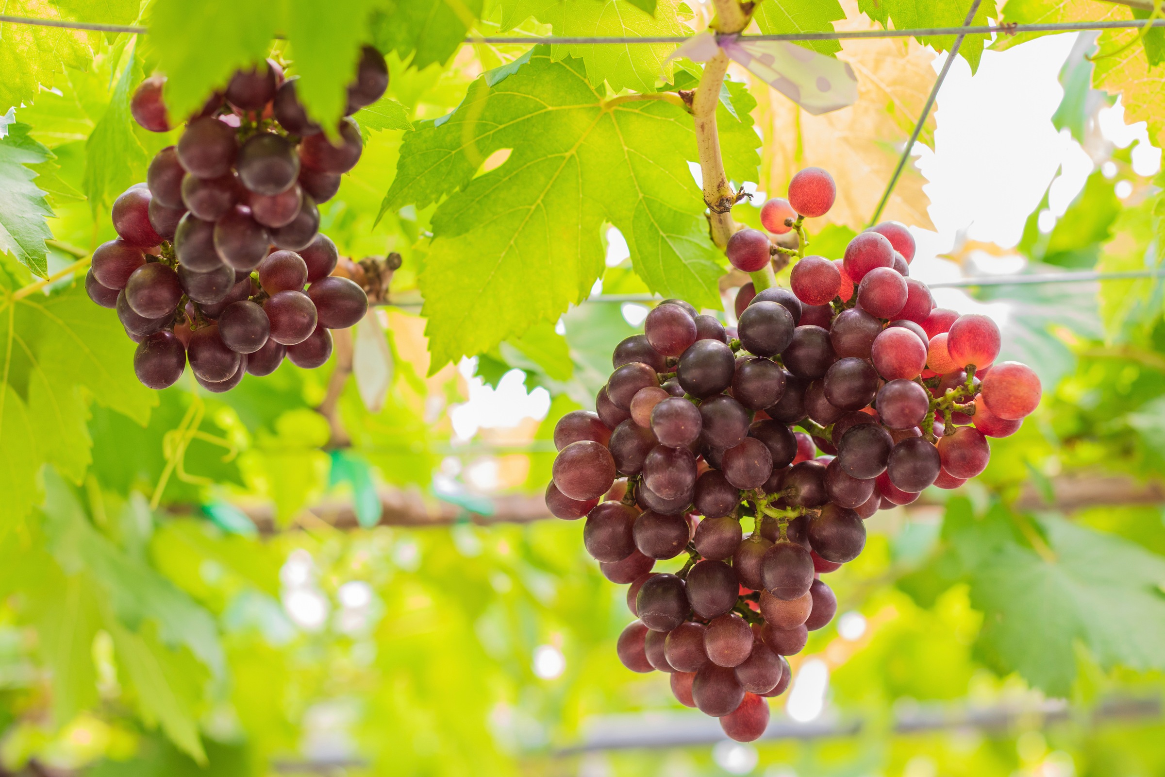 BCM Obstpflanze »Weinrebe rot«, (1 St.), Höhe: 40 cm kaufen