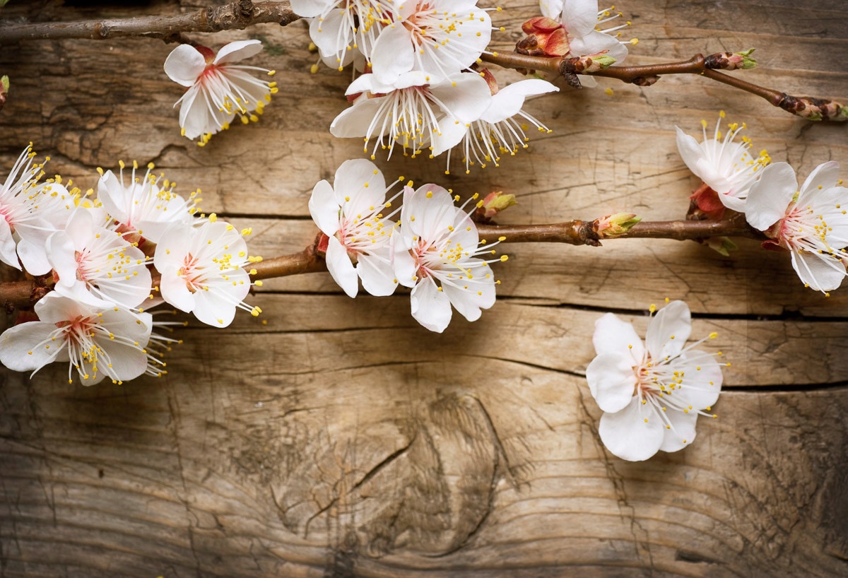 Fototapete »Blumen auf Holz«