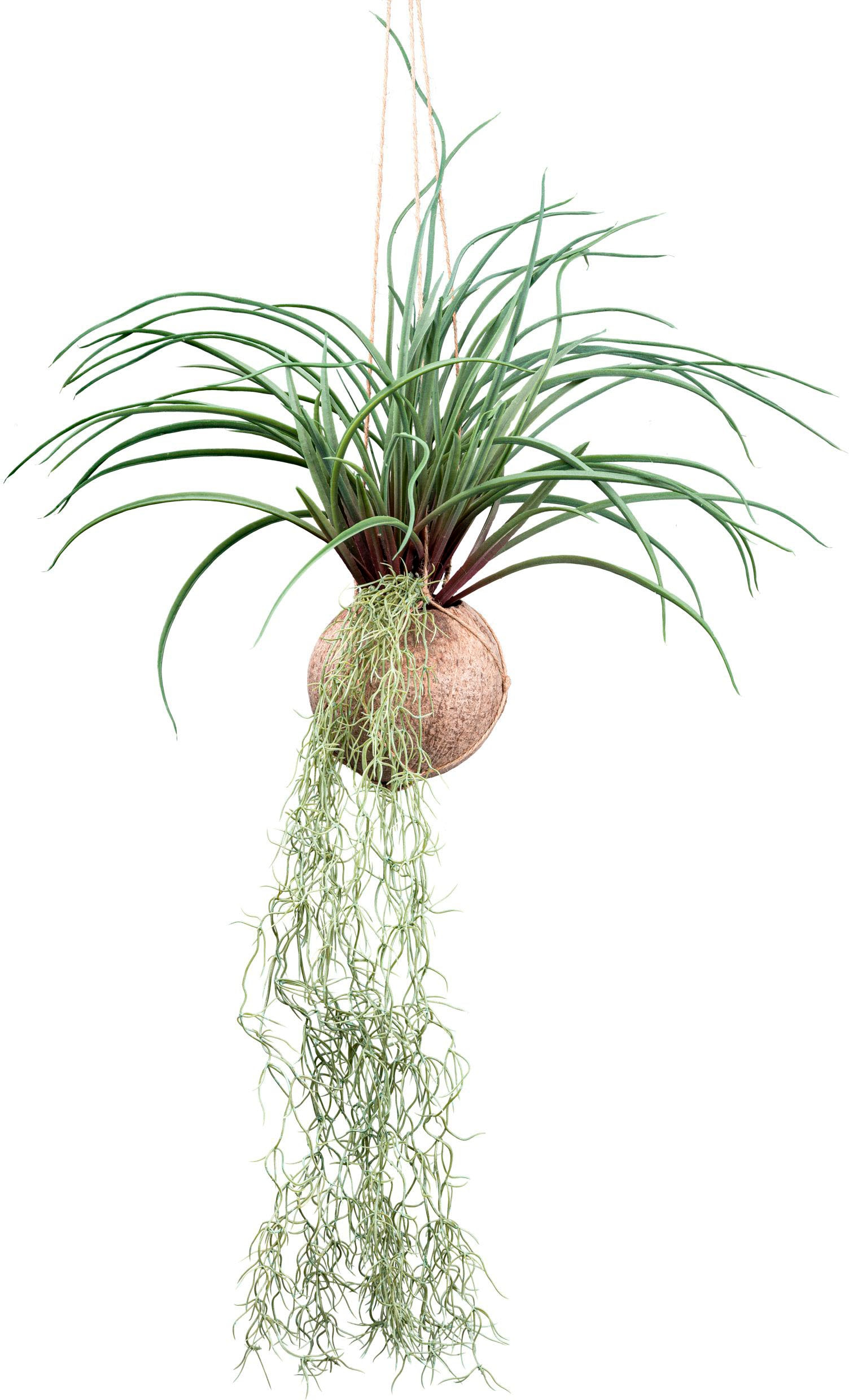 Creativ green Kunstranke "Tillandsia Stricta", in natürlicher Kokosschale günstig online kaufen