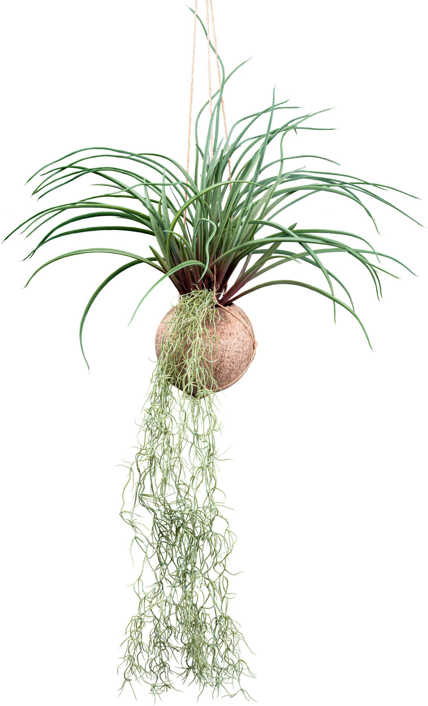Creativ green "Tillandsia Stricta" in natürlicher Kokosschale