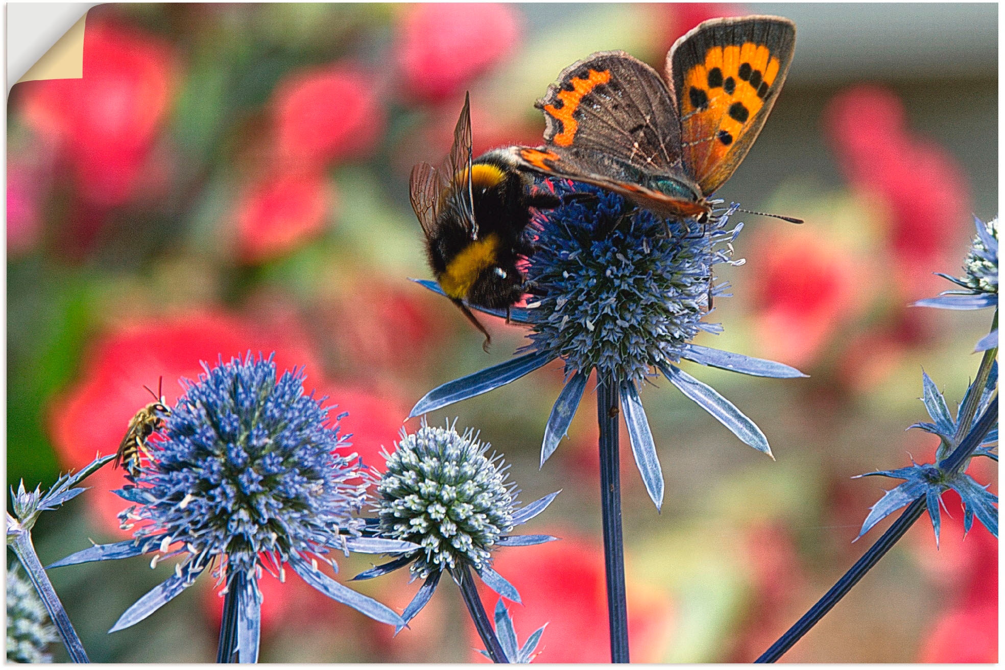 Artland Wandbild "Kleiner Feuerfalter und Hummel", Insekten, (1 St.), als Alubild, Outdoorbild, Leinwandbild, Wandaufkle