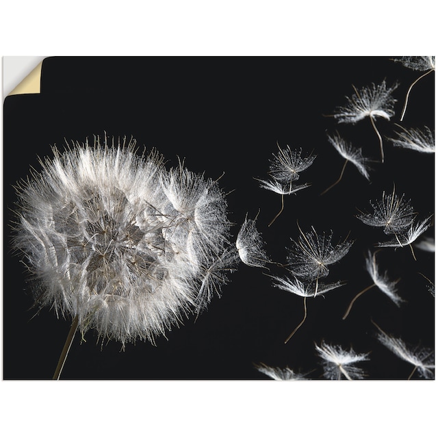 Artland Wandbild »Pusteblume«, Blumenbilder, (1 St.), als Alubild,  Leinwandbild, Wandaufkleber oder Poster in versch. Größen bestellen | BAUR