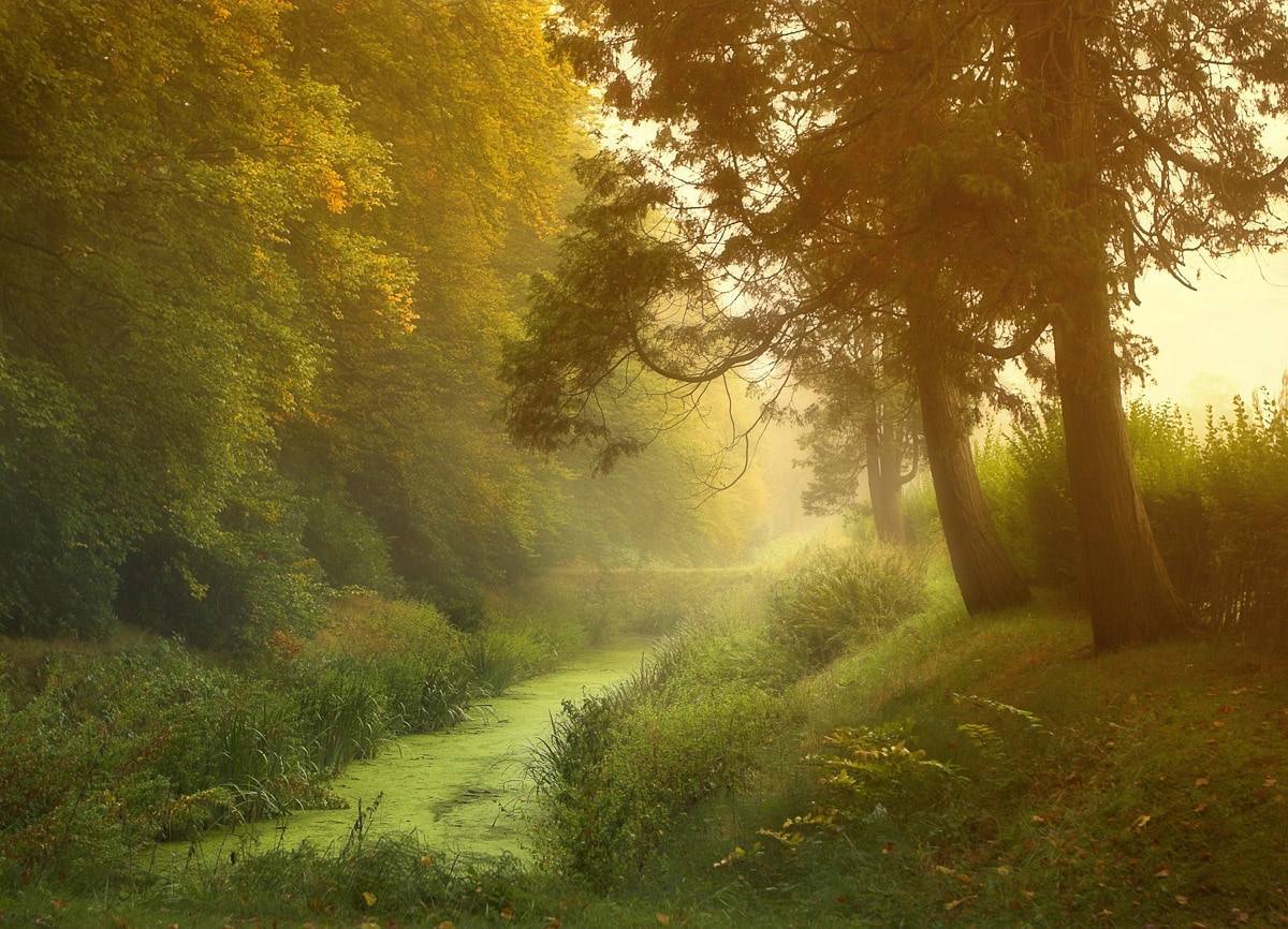 Papermoon Fototapete "Wald mit Fluss"