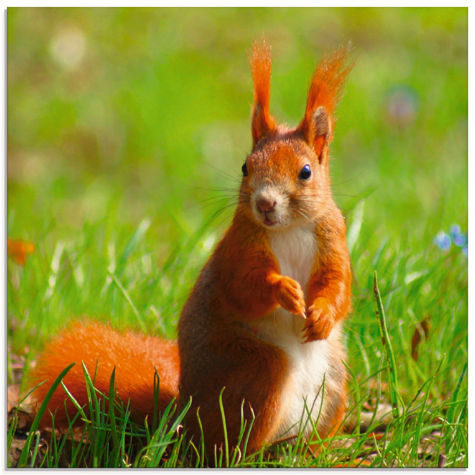 Artland Glasbild »Eichhörnchen Kontakt«, Wildtiere, | (1 in bestellen Größen verschiedenen St.), BAUR