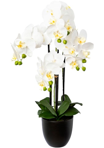 Creativ green Kunstorchidee »Phalaenopsis im Resinto...