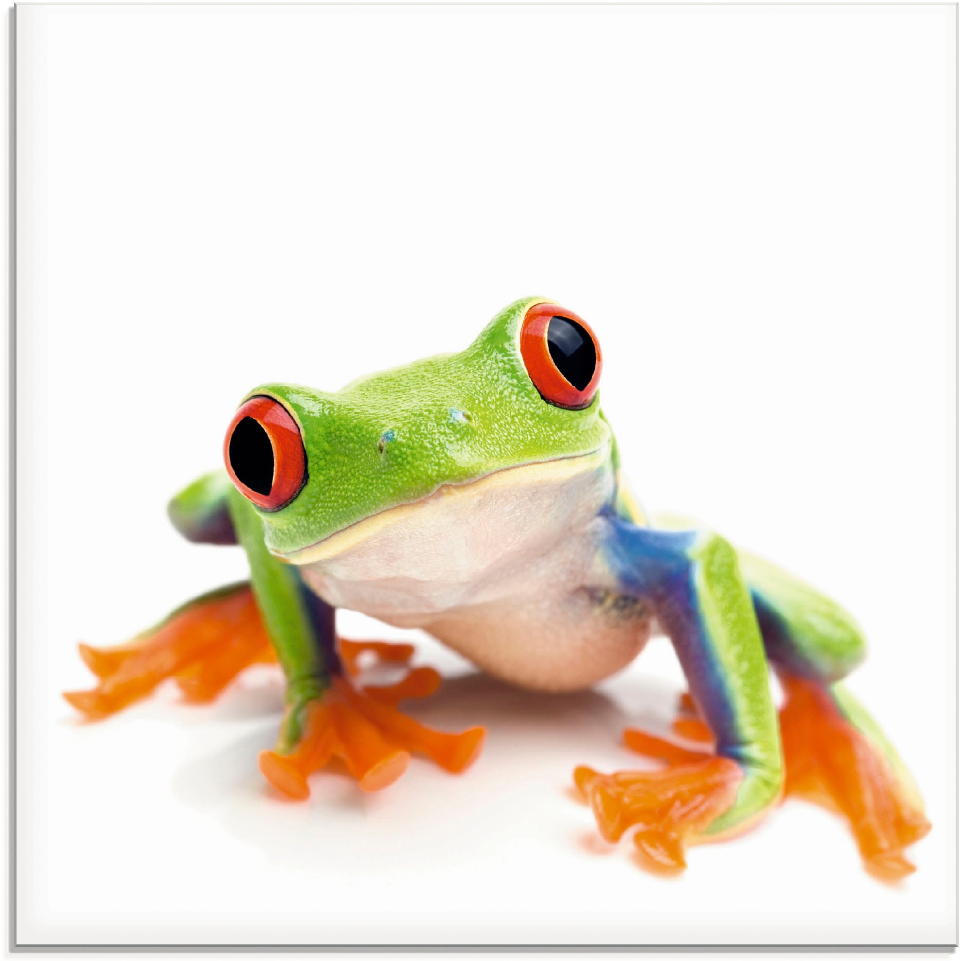 Artland Glasbild "Großaufnahme eines Frosches vor weiß" Wassertiere 1 Stk. günstig online kaufen