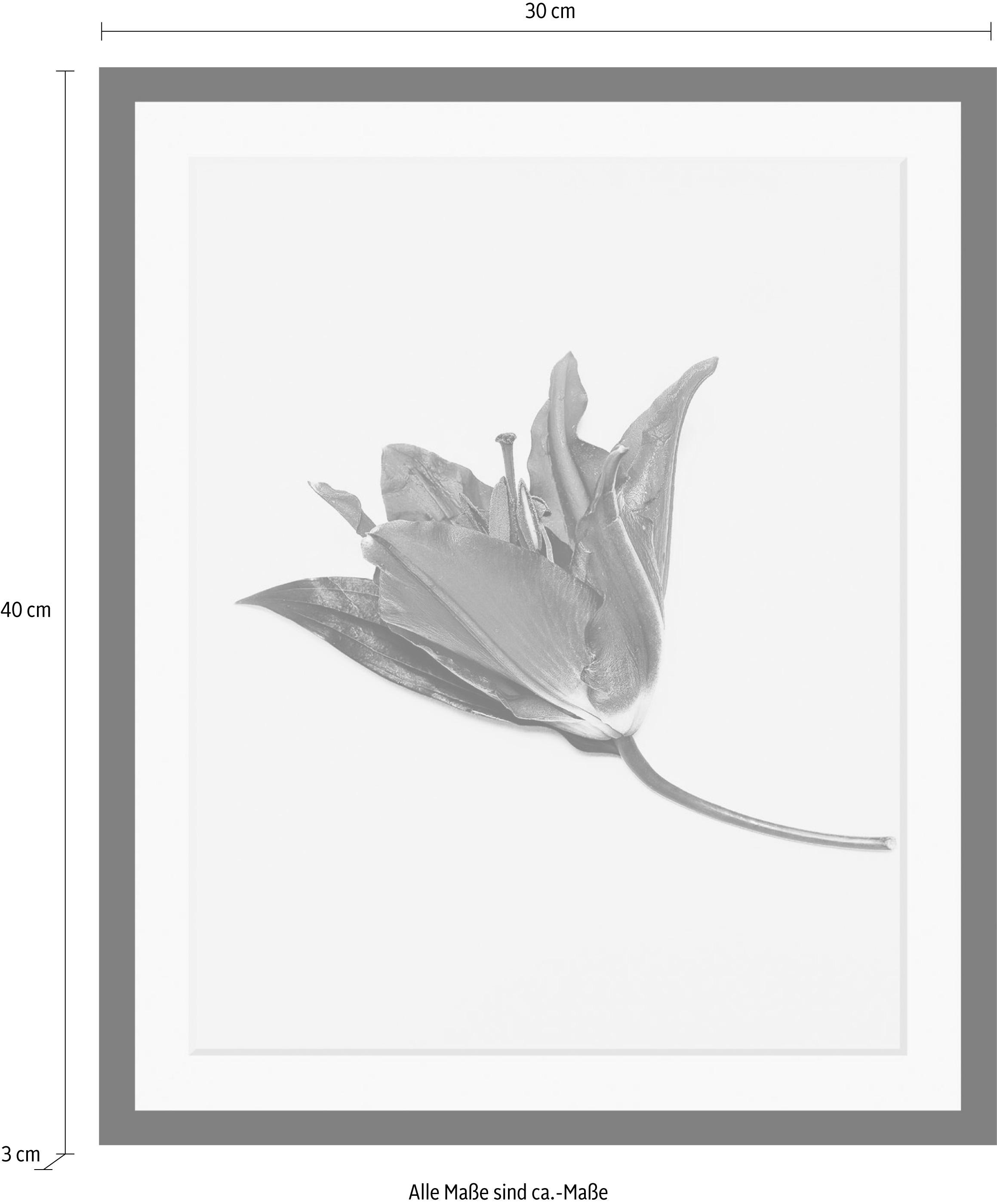 queence Bild »Blume« Blumen | Blumenbilder | Kunst | Pflanzen HD Premium Poster-Druck inkl. Holzrahmen