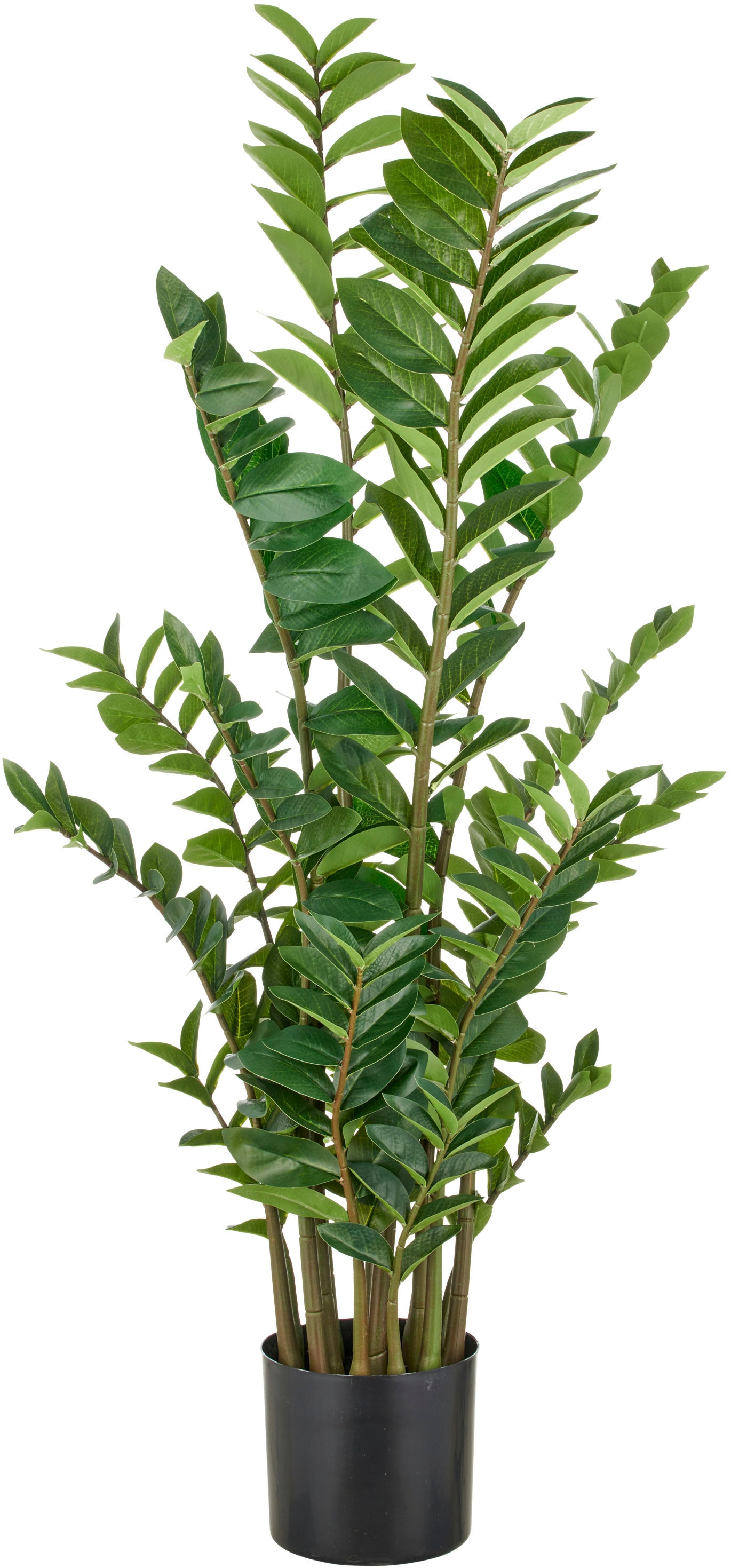 Creativ green Kunstpflanze "Zamifolia", mit detailgetreuer Gestaltung günstig online kaufen