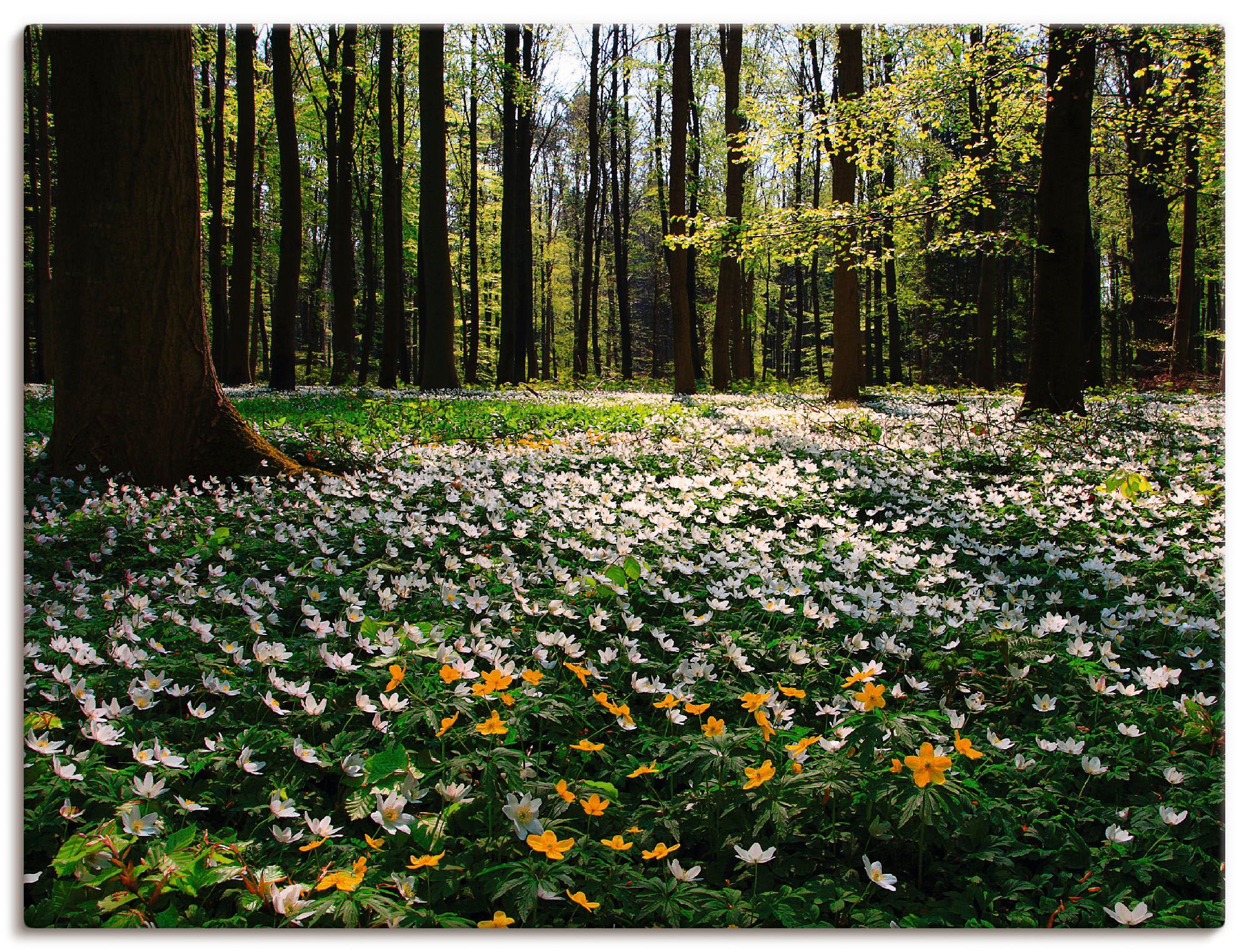 Artland Wandbild "Frühlingswald bedeckt mit Windröschen" Wald 1 Stk. tlg. a günstig online kaufen