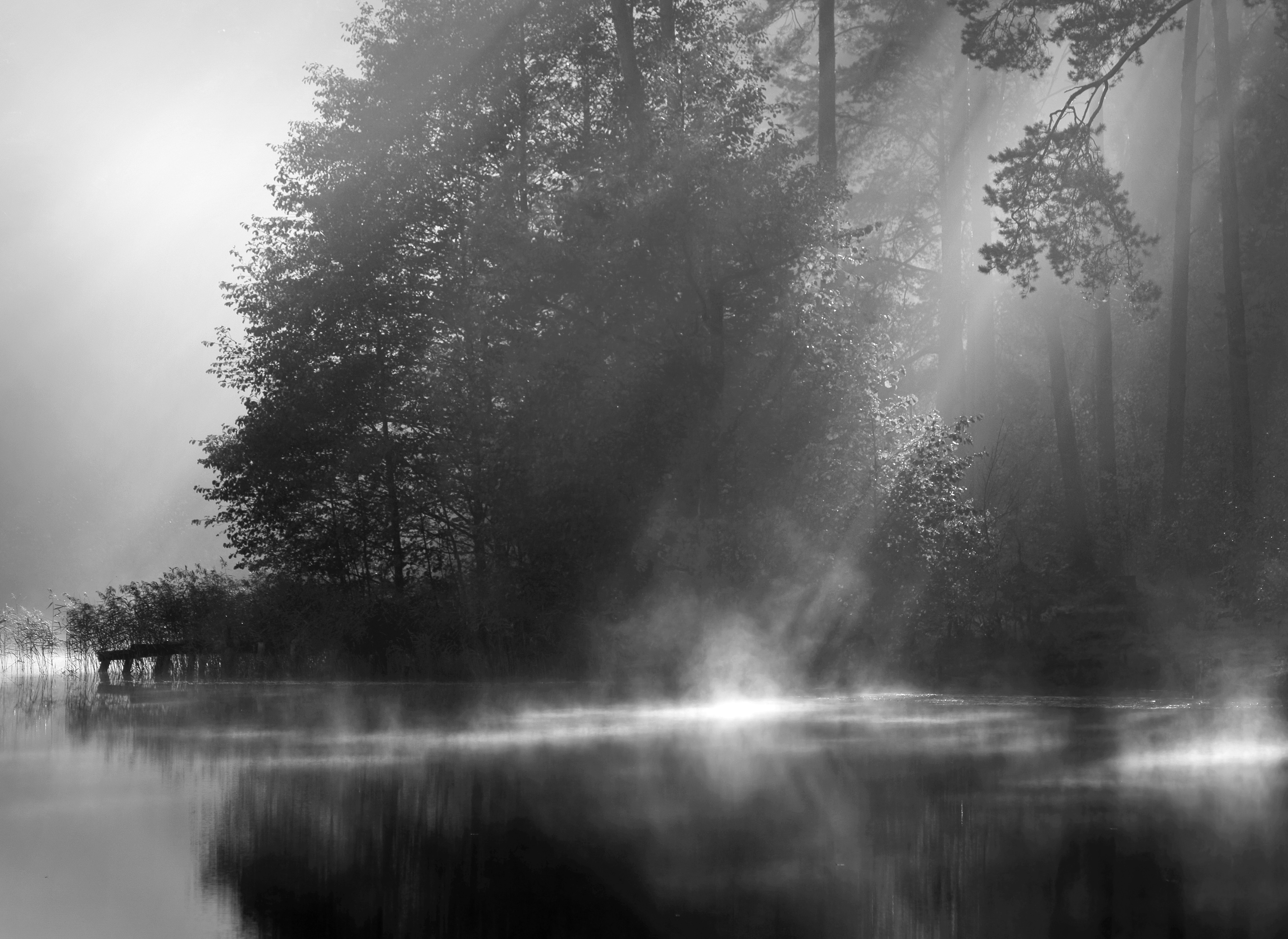 Papermoon Fototapete "Wald Schwarz & Weiß"