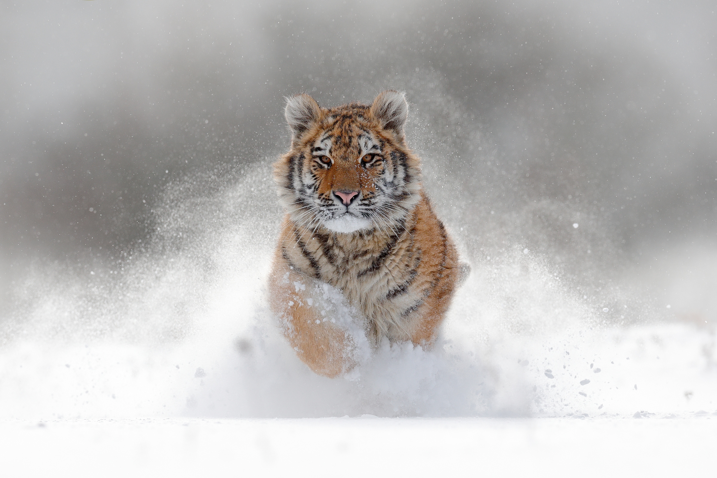 Papermoon Fototapete "Siberian Tiger" glatt