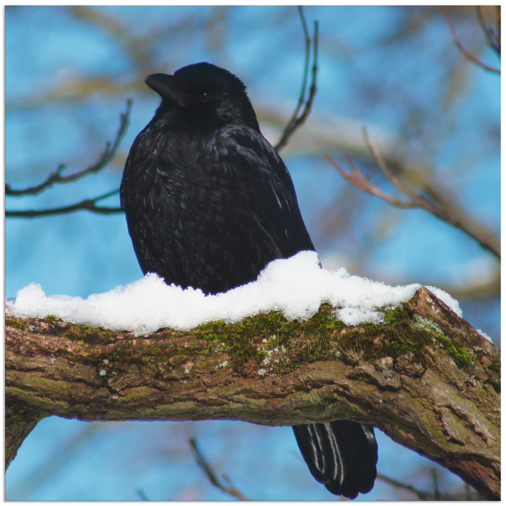 Alubild, kaufen »Rabe Größen als | Vögel, versch. Wandaufkleber St.), (1 in im Artland Wandbild BAUR Leinwandbild, oder Winter«, Poster