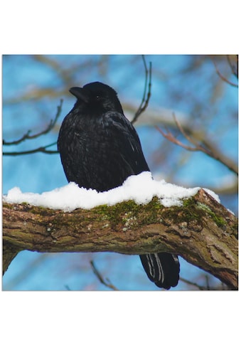 Artland Paveikslas »Rabe im Winter« Vögel (1 S...