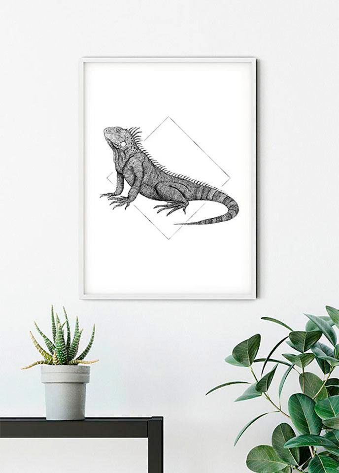 Komar Bild »Iguana White«, Tiere, (1 St.), Wandbild zur Dekoration - ohne Rahmen