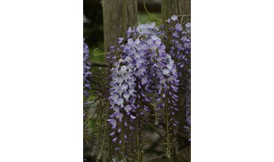 BCM Kletterpflanze »Blauregen 'Polific'«, (3 St.), Höhe: 40-60 cm, 3 Pflanzen kaufen